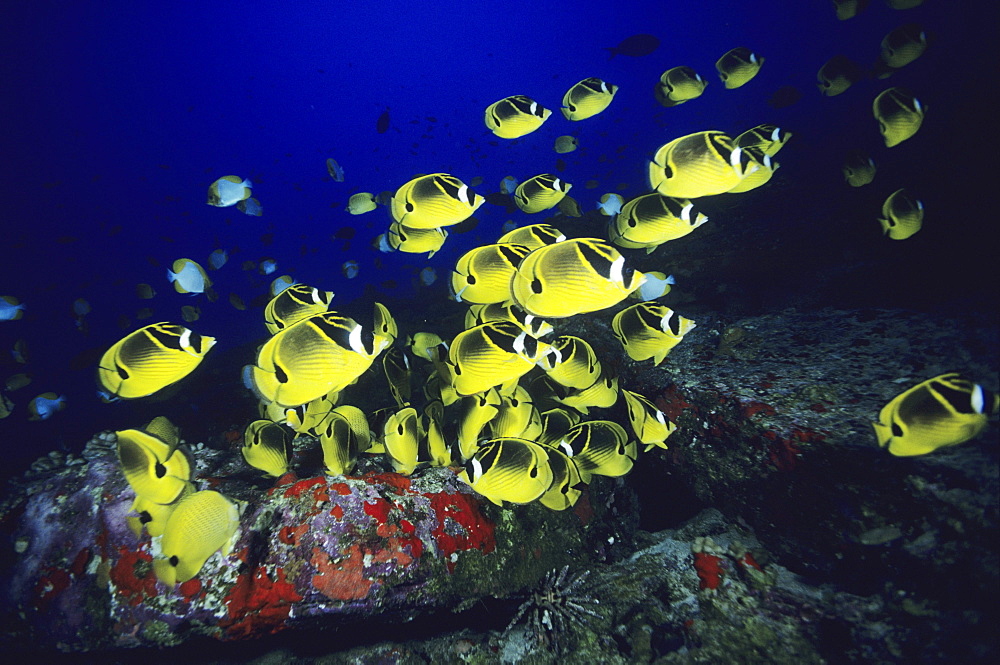 Hawaii, school of Raccoon Butterflyfish feeding along reef.