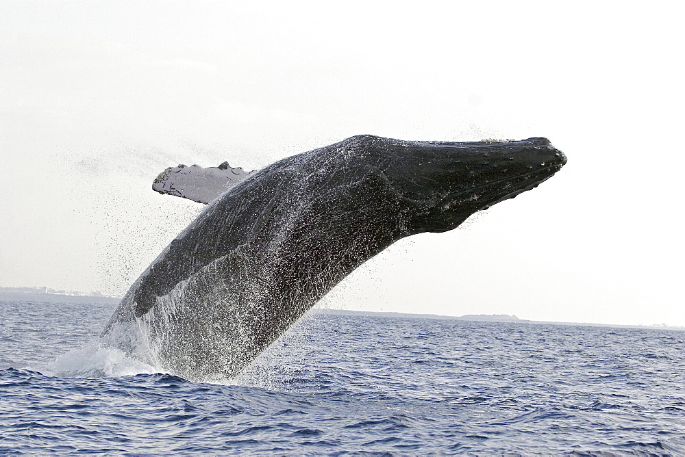 Hawaii, Humpback Whale (Megaptera novaeangliae) breaching.