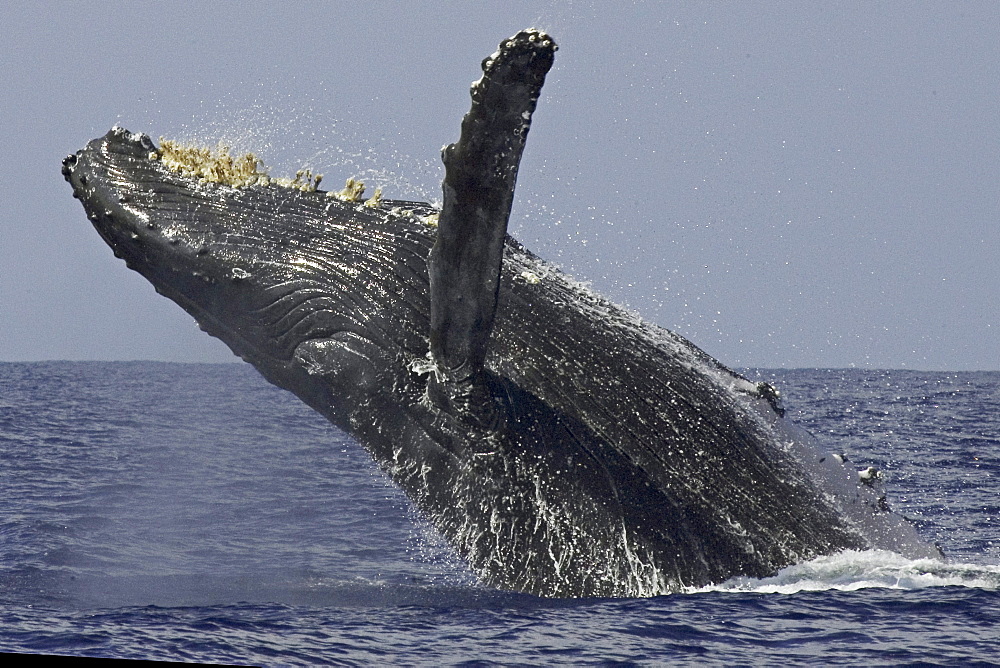 Hawaii, Humpback Whale (Megaptera novaeangliae) breaching.