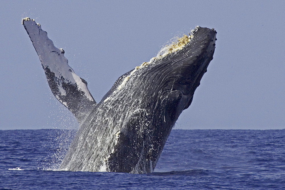 Hawaii, Humpback Whale (Megaptera novaeangliae) breaching.