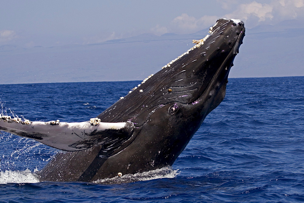 Hawaii, Humpback Whale (Megaptera novaeangliae) breaching.