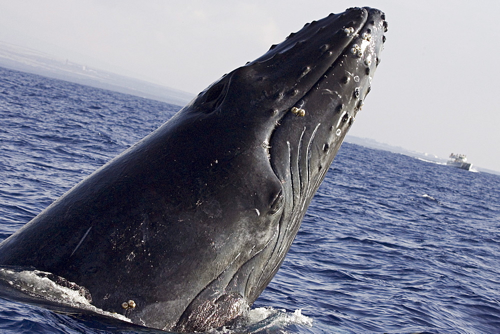 Hawaii, Humpback Whale (Megaptera novaeangliae) breaching.