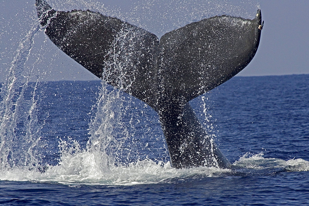 Hawaii, Big Island, Kona, Humpback Whale (Megaptera novaeangliae) fluking.
