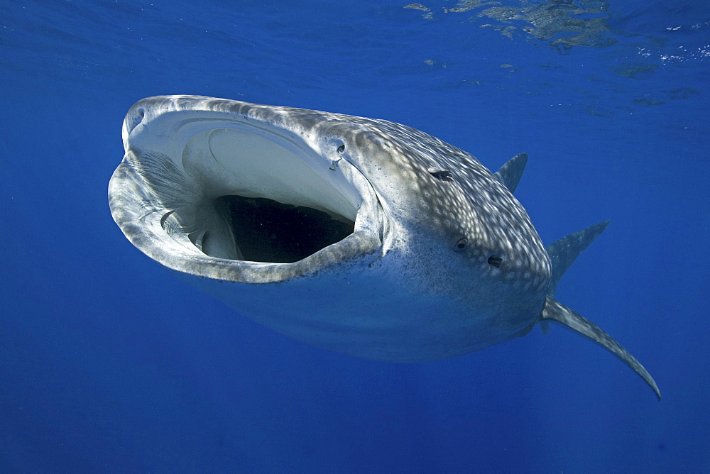 Hawaii, Big Island, Kona, Whale Shark (Rhiniodon typus) with mouth wide open