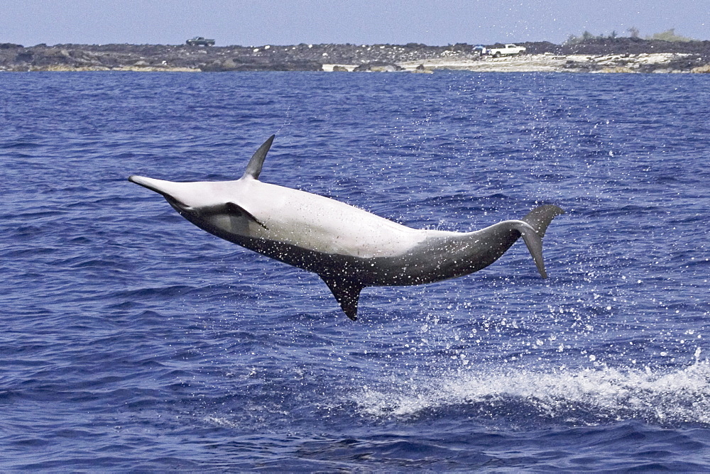 Hawaii, Big Island, Kona, Hawaiian long-snouted spinner Dolphin (Stenella longirostris) leaping in the air.