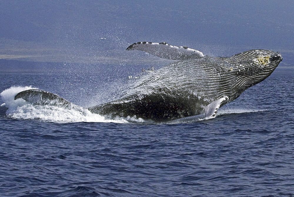 Hawaii, Humpback Whale (Megaptera novaeangliae) breaching.