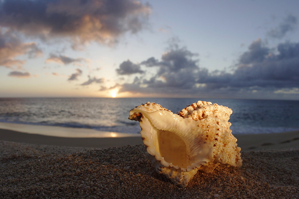 Hawaii, Oahu, North Shore, seashell laying in the sand with sun setting behind it.