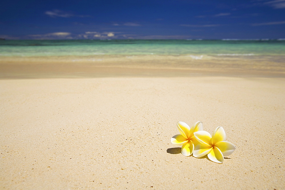 Hawaii, Oahu, Lanikai Beach, two plumerias resting on the sand of a gorgeous tropical beach.