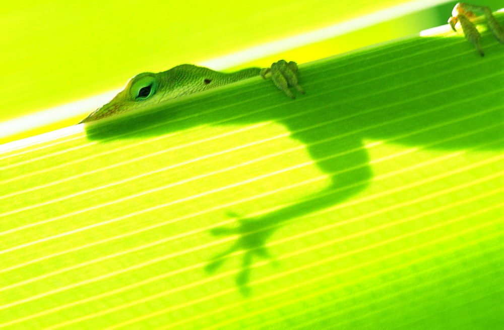 Closeup of outline of a green lizard from under a leaf, eye and foot over edge