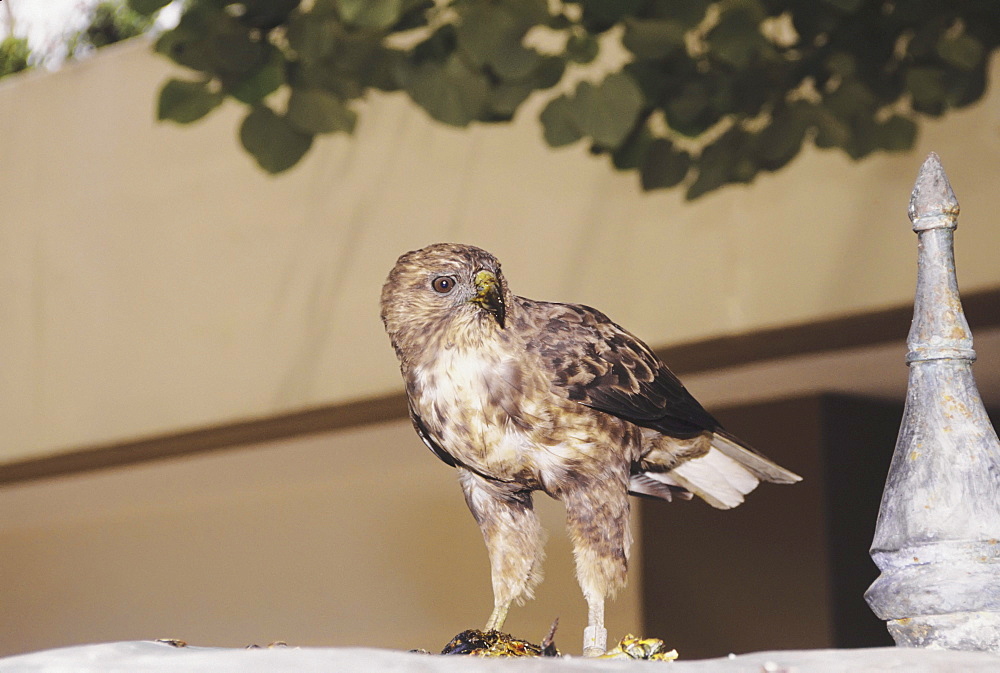 Hawaii, Big Island, Hawaiian Hawk I'o (Buteo solitarius), perched on wall with a crab.