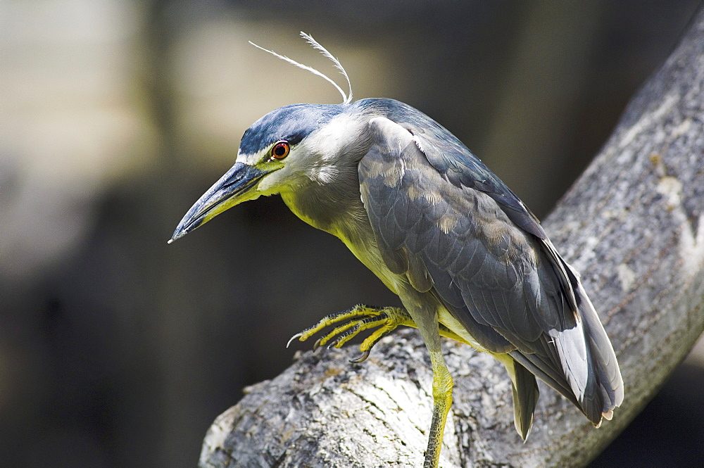 Hawaii, Big Island, Black Crowned Night Heron perched on a branch.