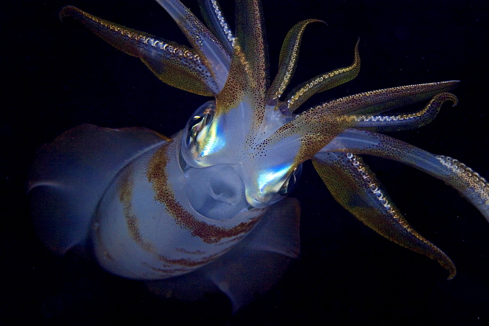 Indonesia, Banta Island, Oval squid (sepioteuthis lessonia) at night.