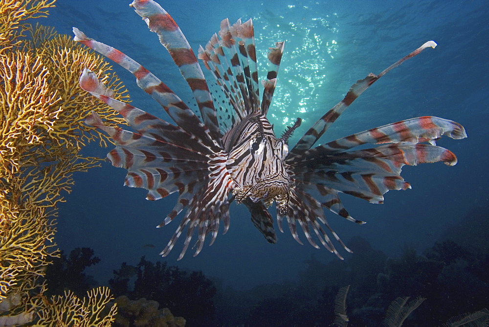 Indonesia, Lionfish (pterois volitans) floating peacefully above the reef.