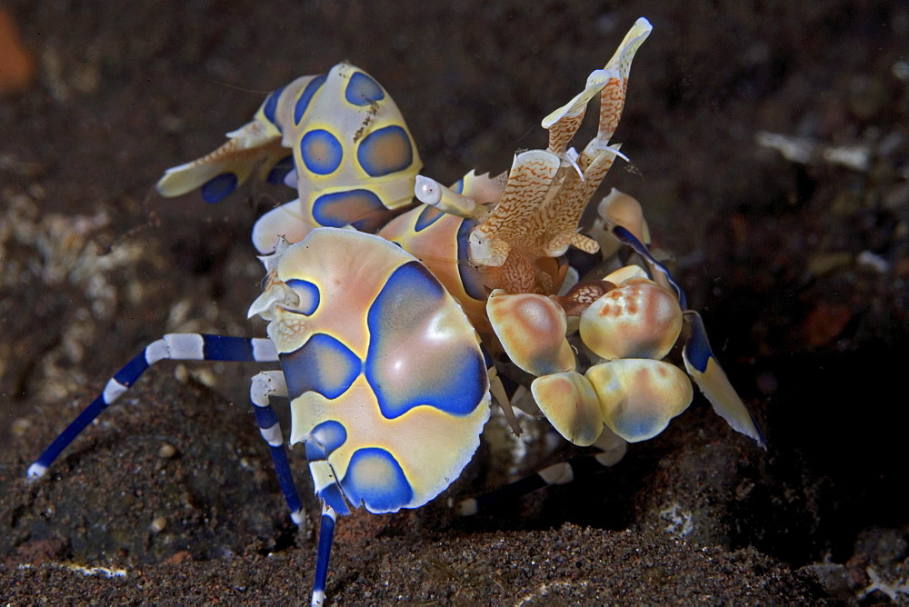 Indonesia, Bali, Tulumben, Harlequin shrimp (Stenopus pyronotu), blue variety.