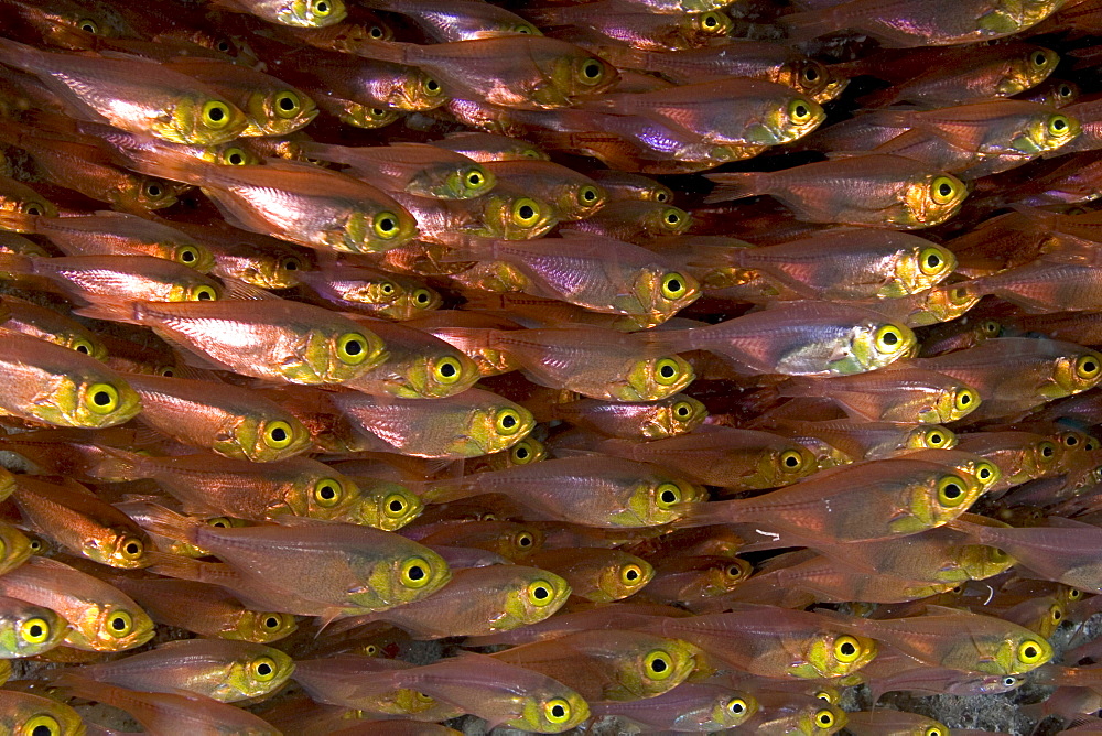 Indonesia, School of copper sweepers, small fish with large yellow eye.