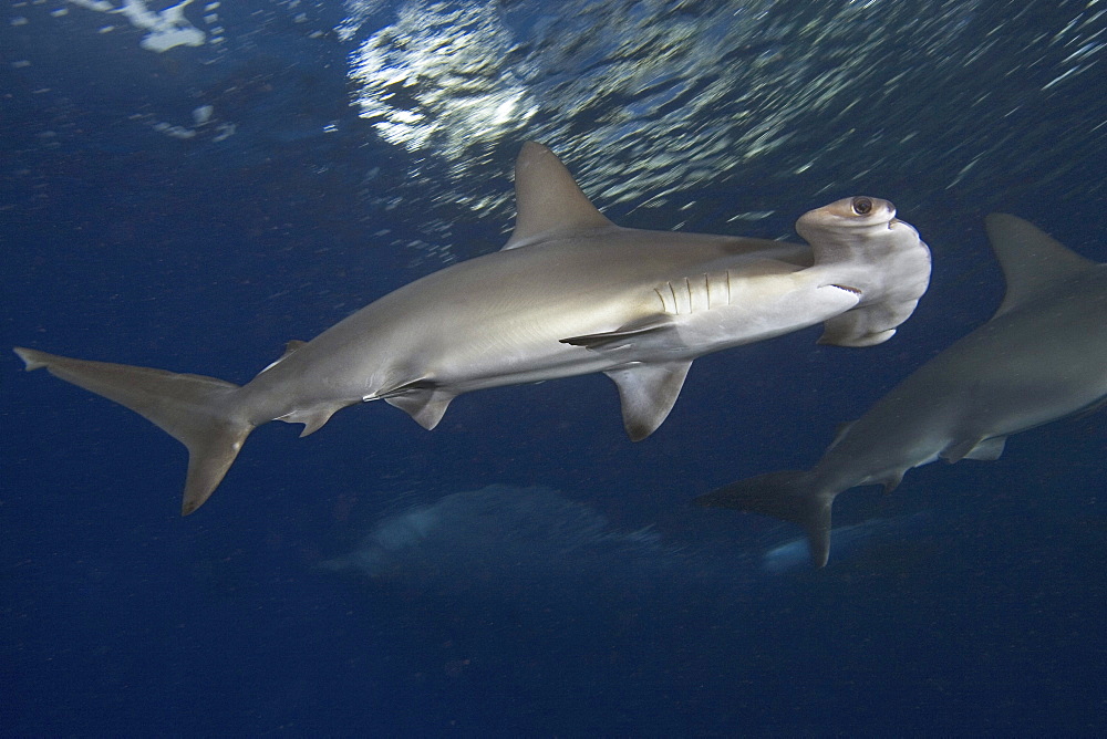 Hawaii, Scalloped hammerhead shark (Sphyrna lewini)