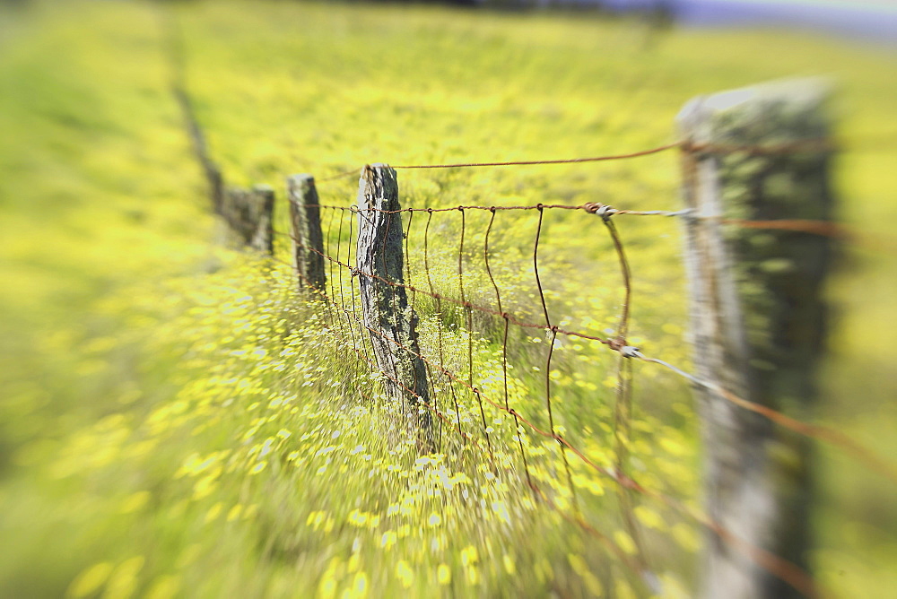 Hawaii, Big Island, Kohala Mountains, Parker Ranch, field of yellow wildflowers with a fence running through it.