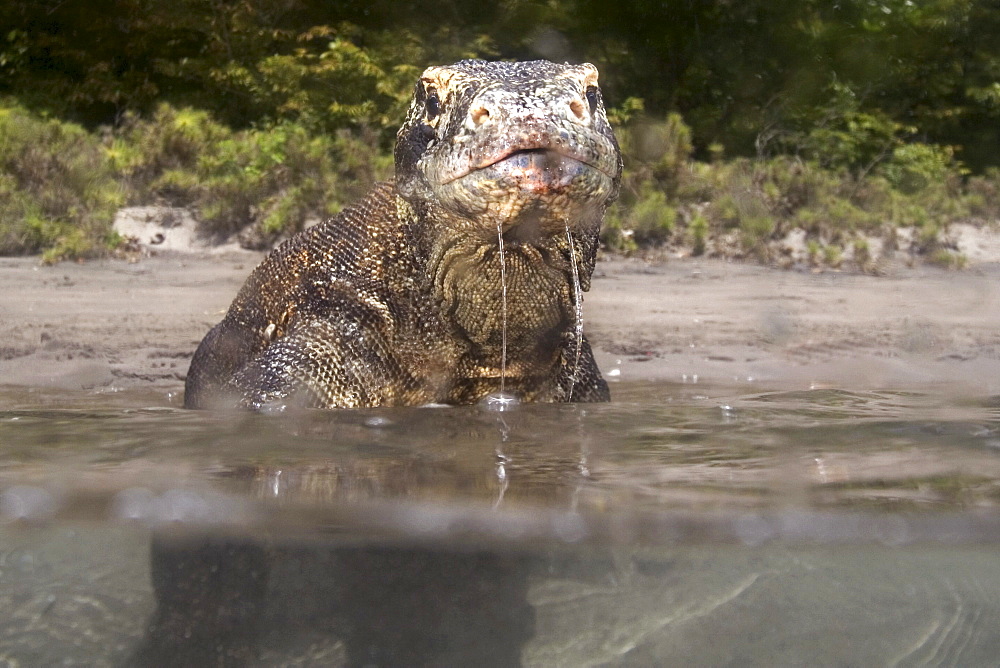 Indonesia, Komodo Dragon National Park, Split view of komodo dragon in shallow water.