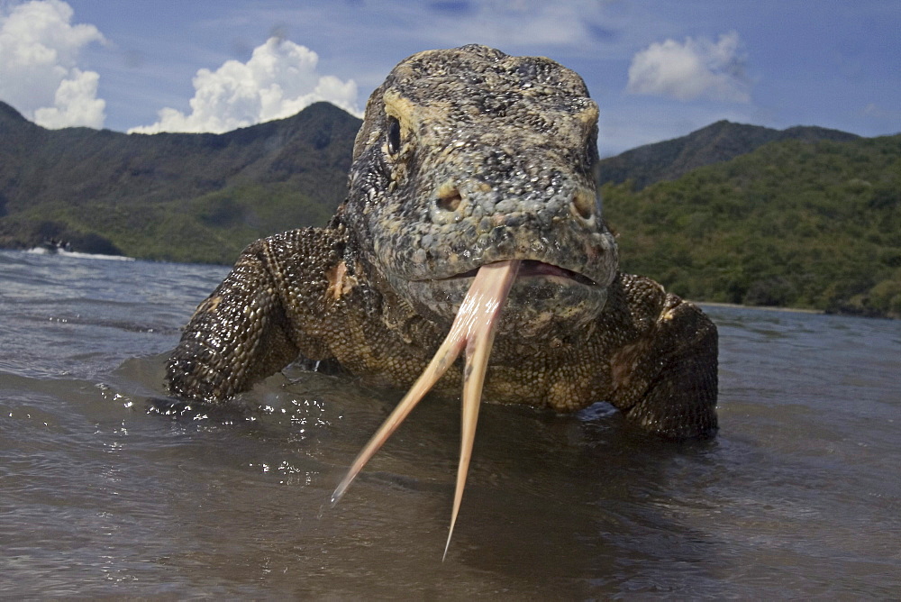 Indonesia, Komodo Dragon National Park, Komodo dragon in shallow water, split tongue out.