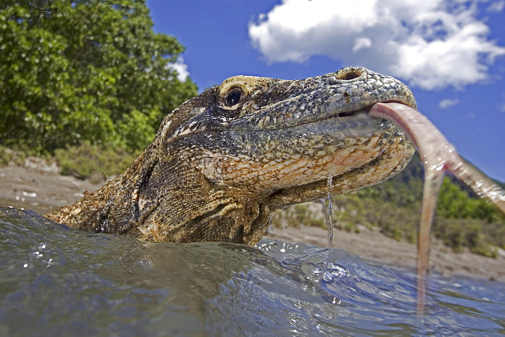 Indonesia, Komodo Dragon National Park, Komodo dragon in shallow water, split tongue out.