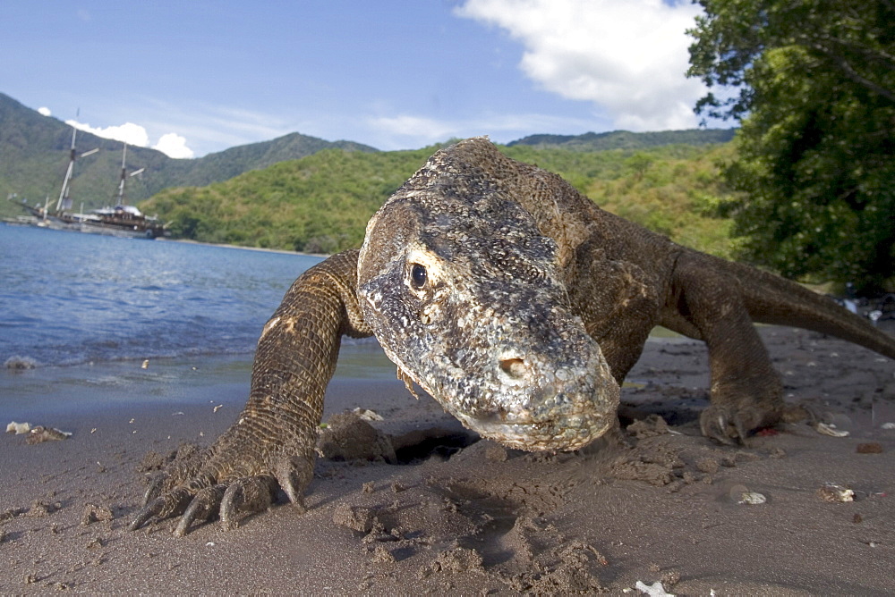 Indonesia, Komodo Dragon National Park, Komodo dragon on shore, boat in background.