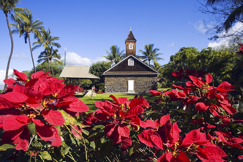 Hawaii, Maui, Makena, Poinsettia blossoms at Keawala'i Congregational Church, est. 1832