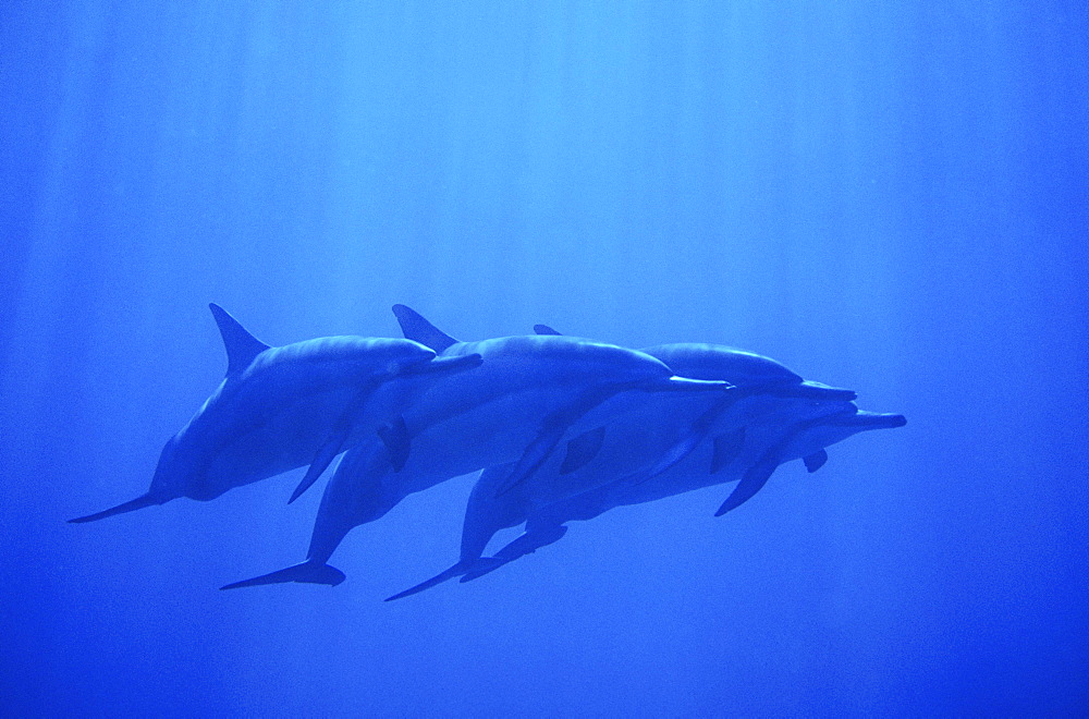 Hawaii, Dolphin pod swimming together underwater.