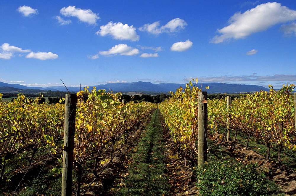 Australia, Victoria, Yarra Chandon Wine Fields, Vineyard rows, blue sky.