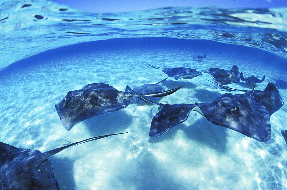 Caribbean, Grand Cayman Island, Over/under view of stingrays swimming in clear blue water, blue sky above.