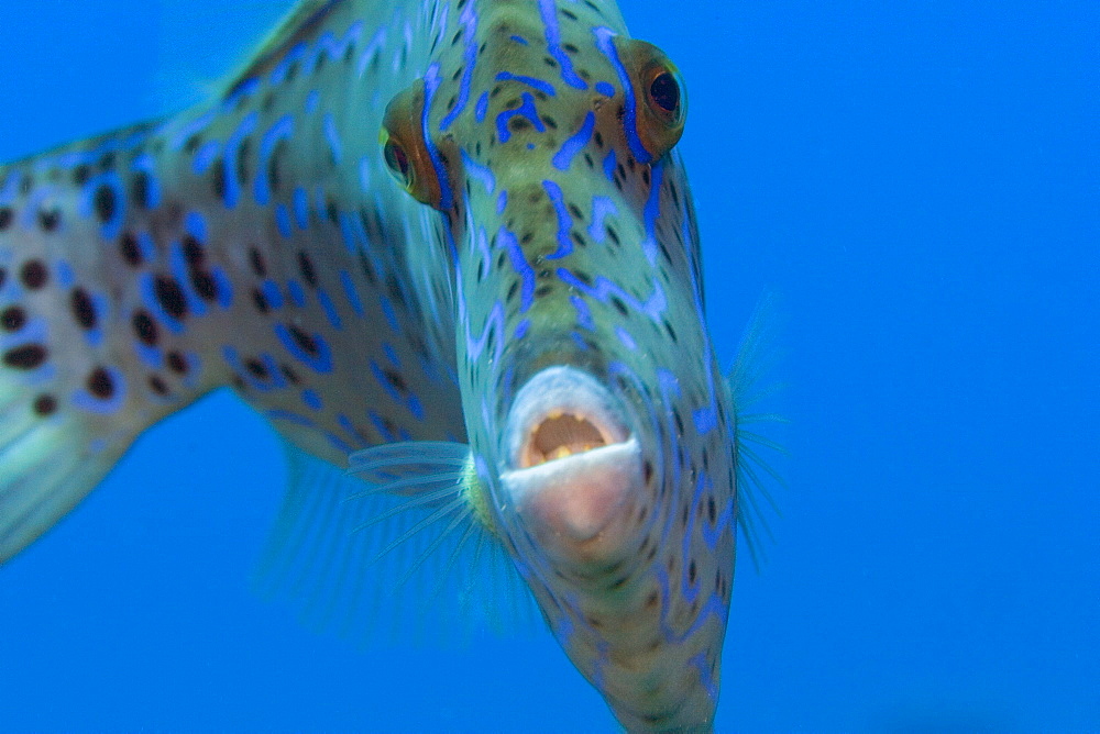 Hawaii, Scrolled filefish (Aluterus scriptus) closeup in blue sea.