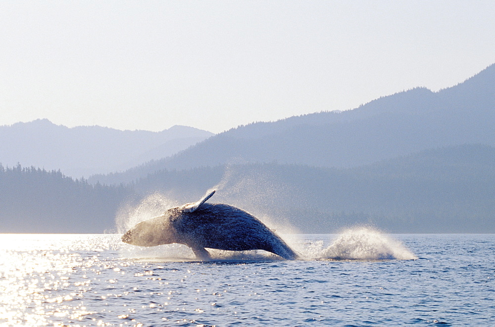 Alaska, Inside Passage, Tongass National Forest, humpback whale breaching.