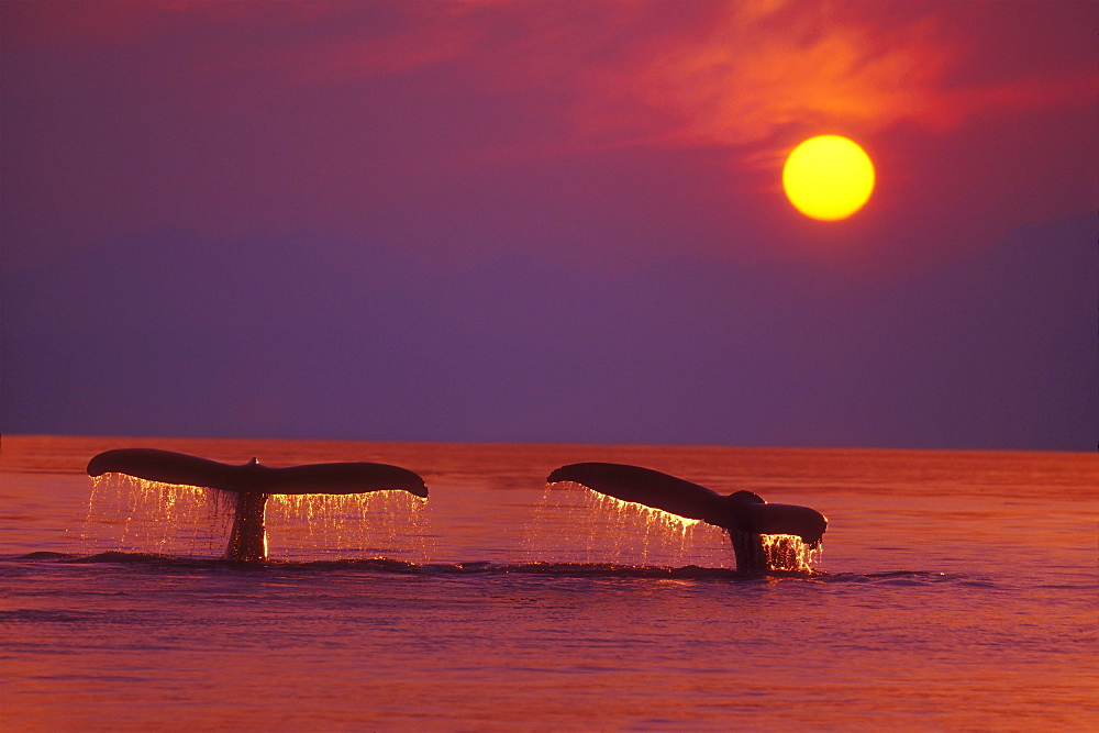 Alaska, Panhandle, Inside Passage. 2 Humpback whales fluke by a fiery sunset.