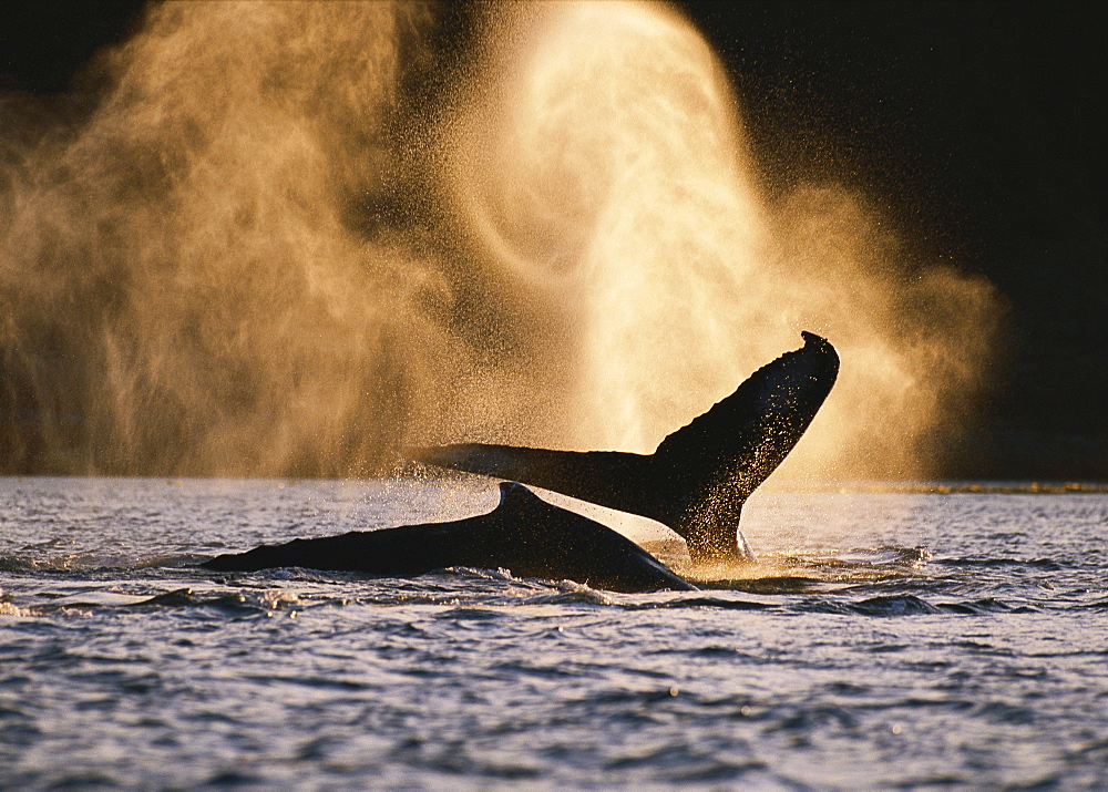 Alaska, Inside Passage, Tongass National Forest, two humpback whales surfacing.