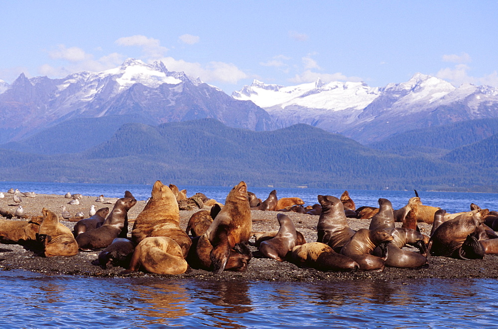 Alaska, Lynn Canal, Coast Range, Sea lions resting on haulout.