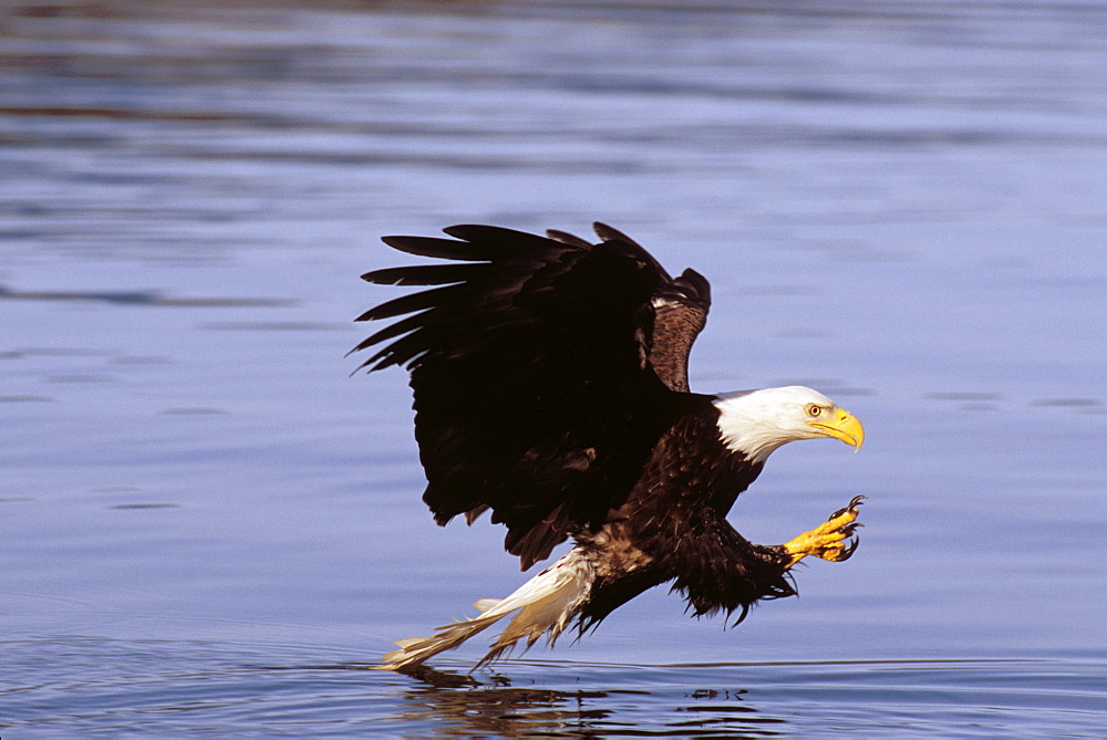 Alaska, Tongass National Forest, Inside Passage, Bald Eagle fishing along shore.