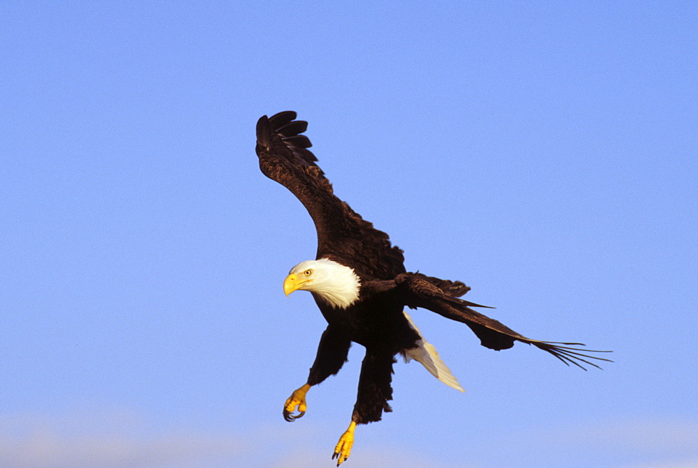 Alaska, Tongass National Forest, Inside Passage, Bald Eagle flying in blue sky.