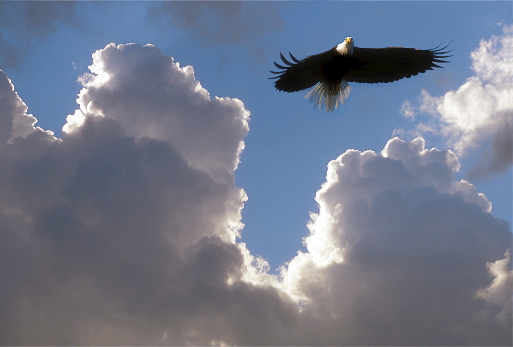 Alaska, Bald Eagle flying in cloudy sky.