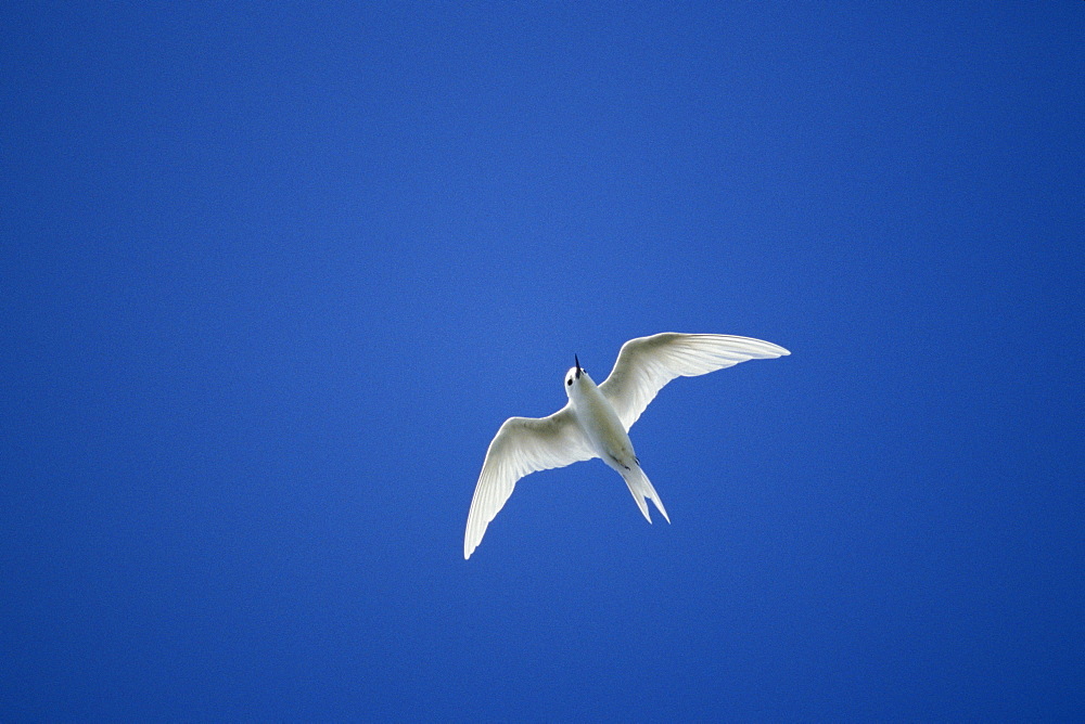 Micronesia, Marshall Islands, Common Fairy-tern or White Tern (Gygis alba) in flight.