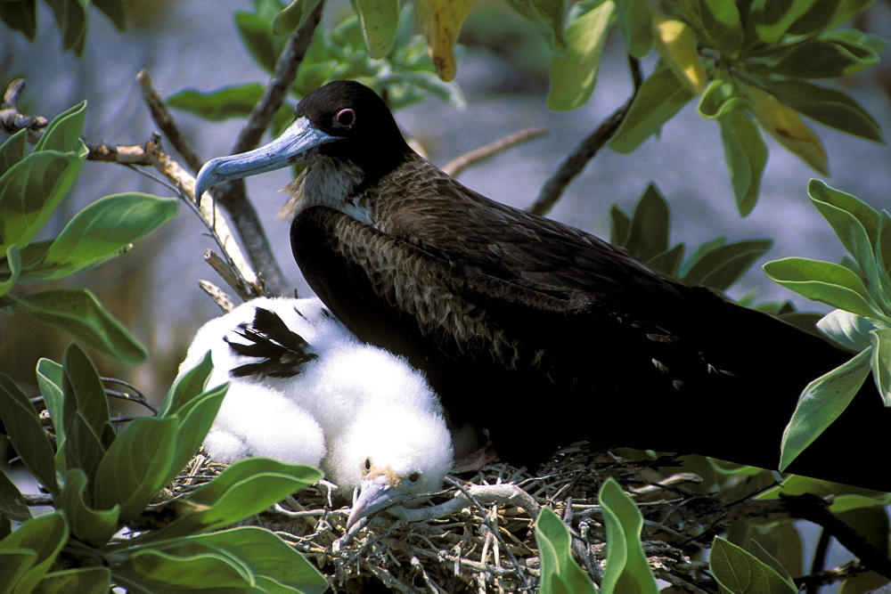 Kiribati, Kiritimati (Christmas Island), Close-up of juvenile frigate with mother in nest.