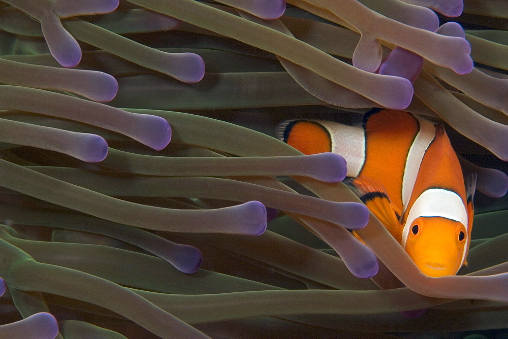 Indonesia, Clown anemonefish (amphiprion percula) in anenome (heteractis magnifica).