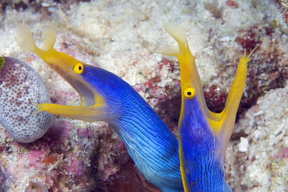 Indonesia, Blue ribbon eel pair (Rhinomuraena quaesita) head peeks from coral