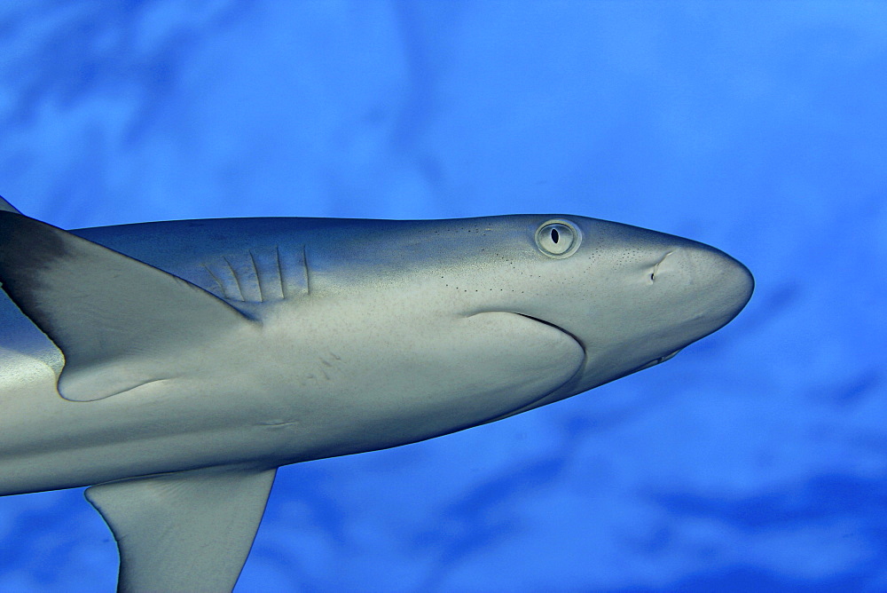 Hawaii, Grey reef shark (carcharinus amblyrhnchos) viewed from below.