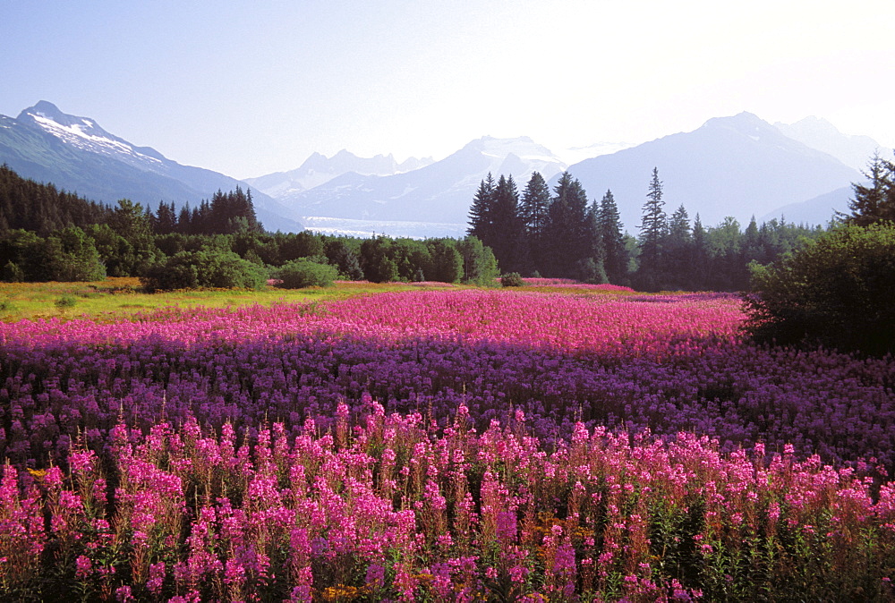 Alaska, Juneau, Mendenhall Valley, Tongass National Forest, field of fireweed.