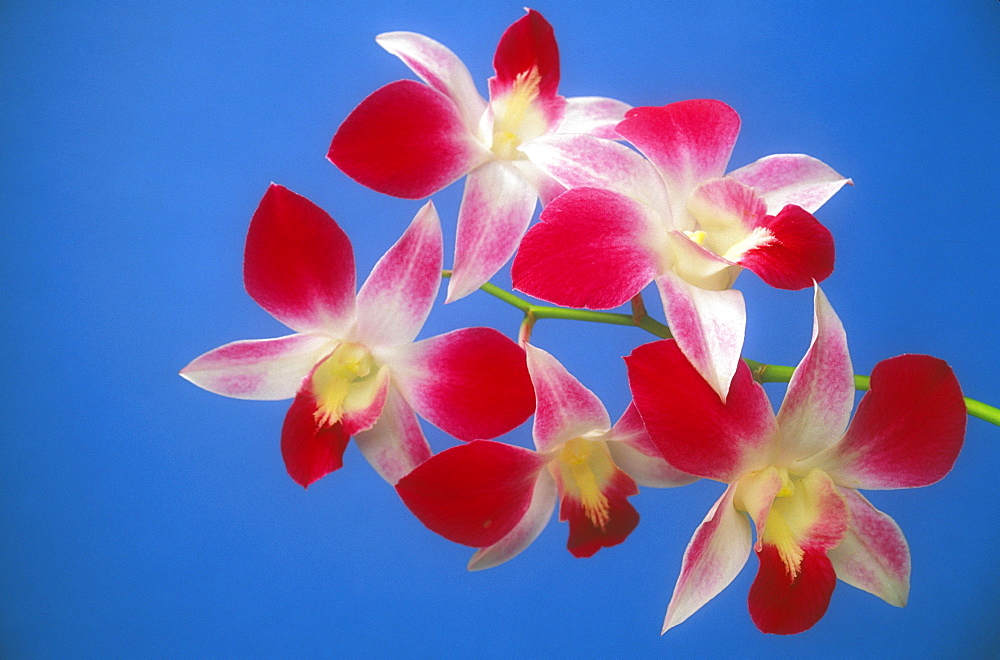 Hawaii, Orchids with blue background