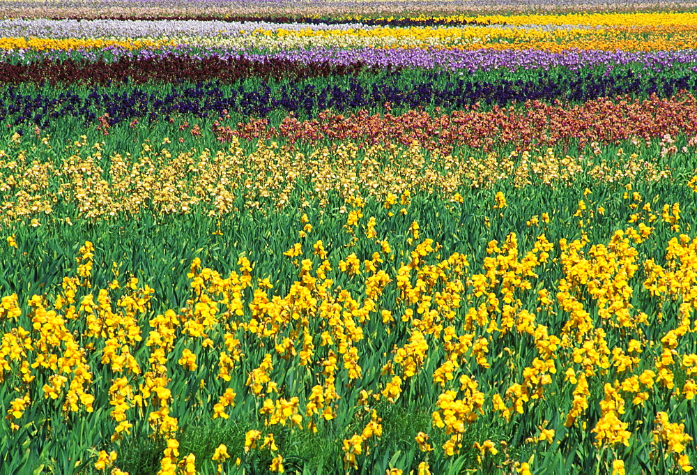 Oregon, Willamette, Schreiner's Iris Gardens, field of blooming Iris flowers,