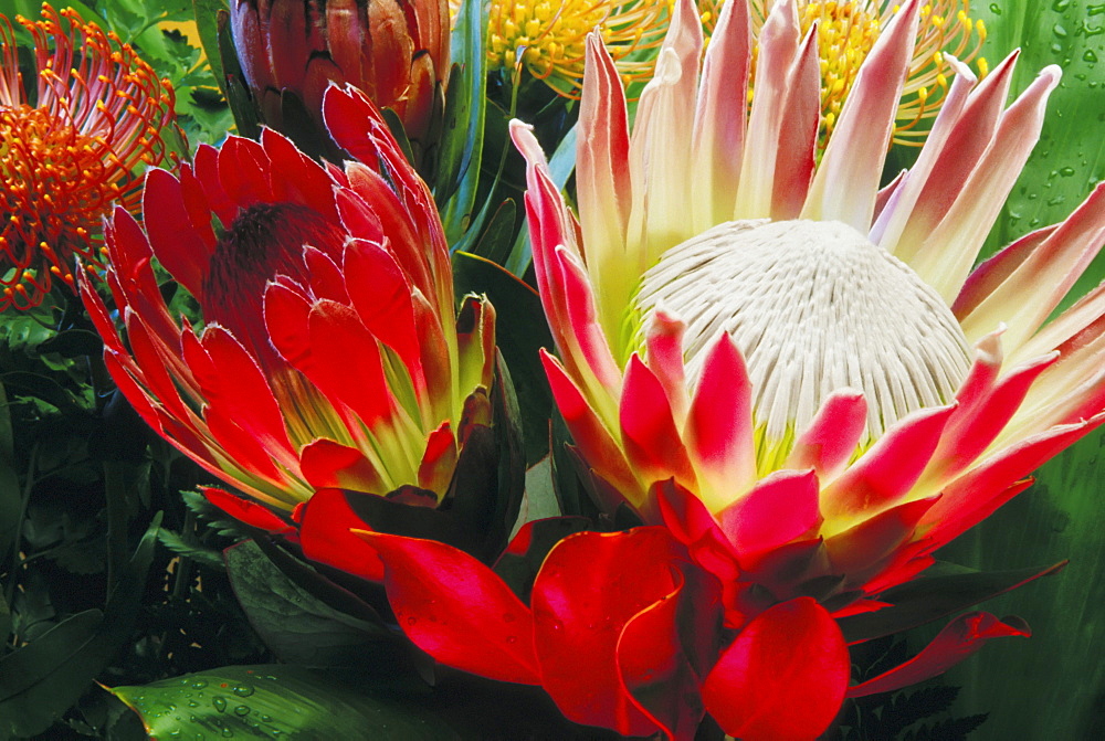 Hawaii, Bouquet of Proteas