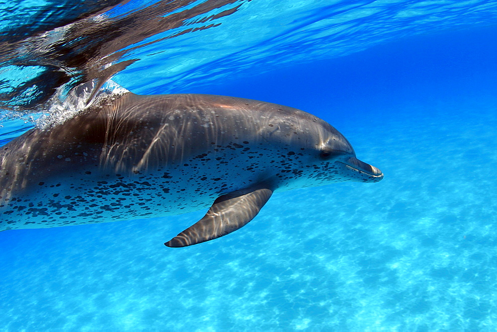 Atlantic Spotted Dolphin, Stenella plagiodon, close-up