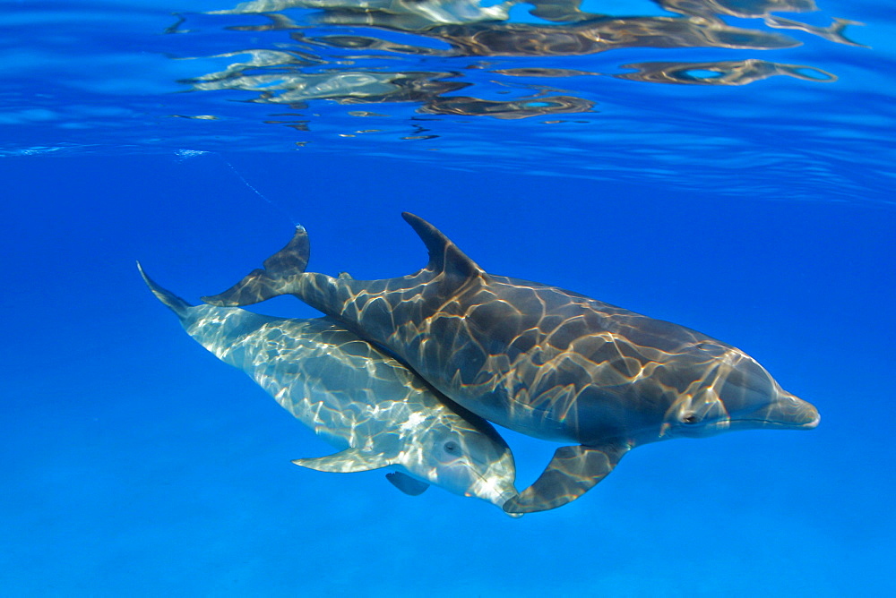 Two Atlantic Bottlenose Dolphin, (Tursiops truncatus)