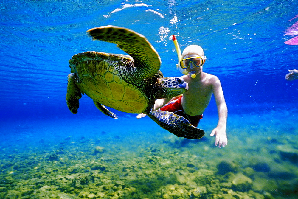 Hawaii, young boy snorkeling underwater with green sea turtle