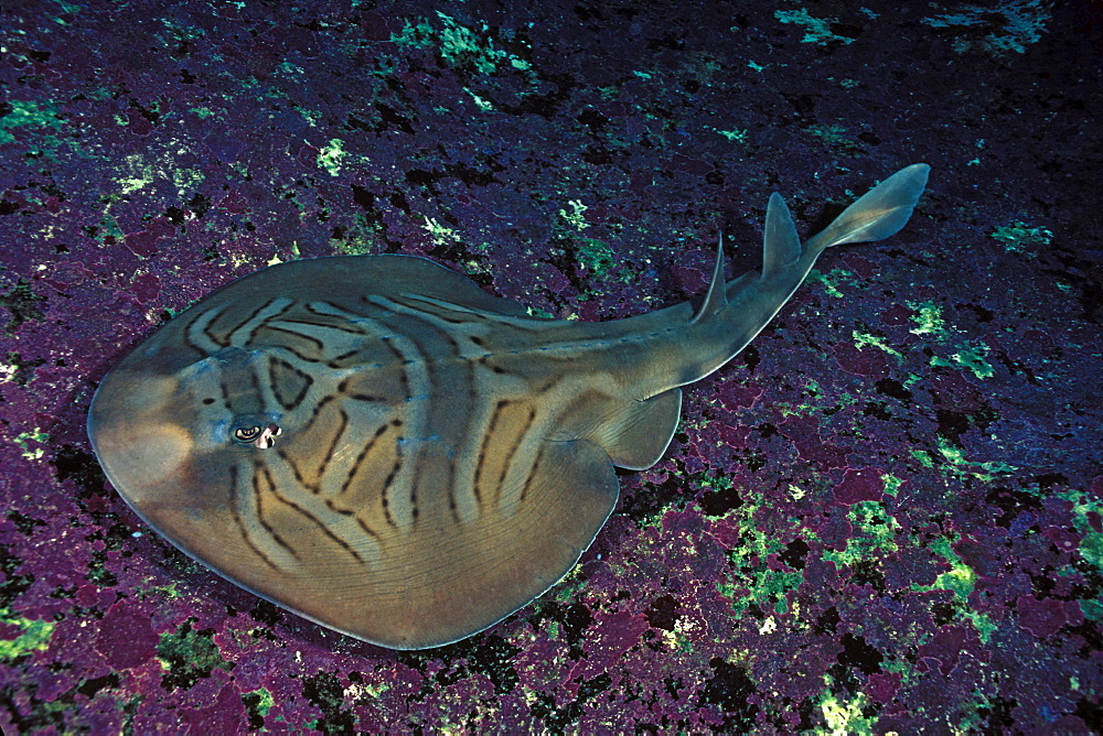 Australia, Creature The Eastern Fiddler Ray, Trygonorhina sp,